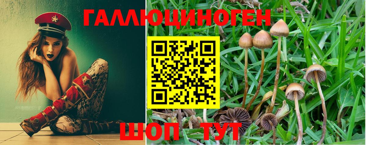 Галлюциногенные грибы Psilocybine cubensis Гусев